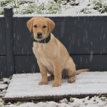 Aloha   Labrador Retriever Femelle - Garde d'animaux à domicile