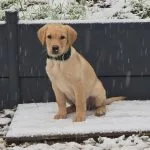 Aloha   Labrador Retriever Femelle - Garde d'animaux à domicile