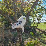 Olaf   European Shorthair (Européen) Mâle - Garde d'animaux à domicile