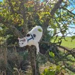 Olaf   European Shorthair (Européen) Mâle - Garde d'animaux à domicile