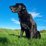 Pepsi   Labrador Retriever Femelle - Garde d'animaux à domicile