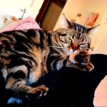 Olympe   European Shorthair (Européen) Femelle - Garde d'animaux à domicile