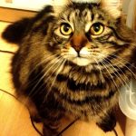 Perle   European Shorthair (Européen) Femelle - Garde d'animaux à domicile
