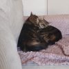 Images de profil de SANDRINE - Blooming Pets - Petsitting et garde d'animaux à domicile
