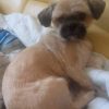 Images de profil de SANDRINE - Blooming Pets - Petsitting et garde d'animaux à domicile