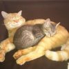 Images de profil de SANDRINE - Blooming Pets - Petsitting et garde d'animaux à domicile