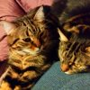 Images de profil de SANDRINE - Blooming Pets - Petsitting et garde d'animaux à domicile