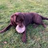 Images de profil de Alexandre - Blooming Pets - Petsitting et garde d'animaux à domicile