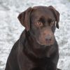 Images de profil de Alexandre - Blooming Pets - Petsitting et garde d'animaux à domicile