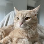 Pumpkin   Chat de gouttière (Commun) Mâle - Garde d'animaux à domicile