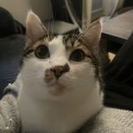 Django   Chat de gouttière (Commun) Mâle stérilisé - Garde d'animaux à domicile