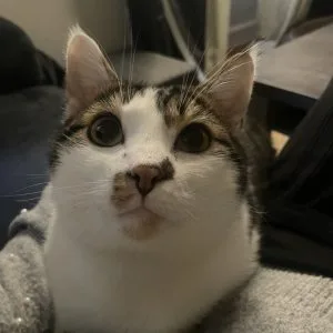 Django