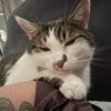 Images de profil de Angie - Blooming Pets - Petsitting et garde d'animaux à domicile