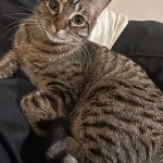Eren   American Shorthair Mâle - Garde d'animaux à domicile