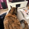 Images de profil de Charlotte - Blooming Pets - Petsitting et garde d'animaux à domicile