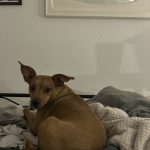 Moustique   Pinscher Nain Mâle stérilisé - Garde d'animaux à domicile