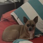 Shab   Chihuahua Femelle - Garde d'animaux à domicile