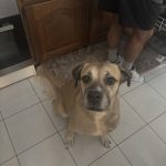 Harley   Cane Corso Italiano Femelle stérilisée - Garde d'animaux à domicile