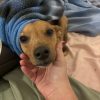 Images de profil de Serena - Blooming Pets - Petsitting et garde d'animaux à domicile