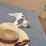 Moumoune   Croisé Femelle stérilisée - Garde d'animaux à domicile