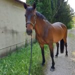 Queen   Trotteur Français Femelle - Garde d'animaux à domicile