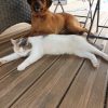 Images de profil de Fanny - Blooming Pets - Petsitting et garde d'animaux à domicile
