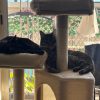Images de profil de Lucie - Blooming Pets - Petsitting et garde d'animaux à domicile