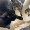 Images de profil de Lucie - Blooming Pets - Petsitting et garde d'animaux à domicile