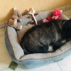 Images de profil de Chrystelle - Blooming Pets - Petsitting et garde d'animaux à domicile