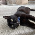 Fripouille   Bombay Femelle - Garde d'animaux à domicile