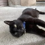 Fripouille   Bombay Femelle - Garde d'animaux à domicile