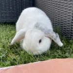 Volpyna   Bélier nain Femelle - Garde d'animaux à domicile