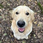 Voyou   Golden Retriever Mâle - Garde d'animaux à domicile