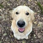 Voyou   Golden Retriever Mâle - Garde d'animaux à domicile