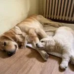 Amour   Golden Retriever Femelle - Garde d'animaux à domicile