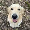 Images de profil de Dominique - Blooming Pets - Petsitting et garde d'animaux à domicile