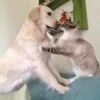 Images de profil de Dominique - Blooming Pets - Petsitting et garde d'animaux à domicile
