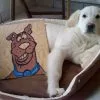 Images de profil de Dominique - Blooming Pets - Petsitting et garde d'animaux à domicile