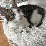 Undiz   Chat de gouttière (Commun) Femelle - Garde d'animaux à domicile