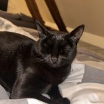 Una   Chat de gouttière (Commun) Femelle - Garde d'animaux à domicile