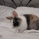 Peepsi   Nain Mâle - Garde d'animaux à domicile
