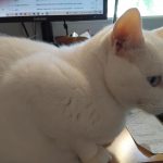 Flash   European Shorthair (Européen) Mâle stérilisé - Garde d'animaux à domicile