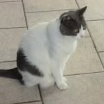 Sonic   Chat de gouttière (Commun) Mâle stérilisé - Garde d'animaux à domicile