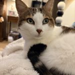 Tchoupie   European Shorthair (Européen) Femelle - Garde d'animaux à domicile