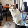 Images de profil de Sandra - Blooming Pets - Petsitting et garde d'animaux à domicile