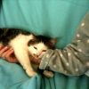 Images de profil de Sandra - Blooming Pets - Petsitting et garde d'animaux à domicile