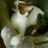 Images de profil de Sandra - Blooming Pets - Petsitting et garde d'animaux à domicile