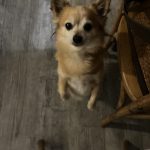 Junior   Chihuahua Mâle - Garde d'animaux à domicile