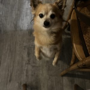 Junior