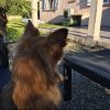 Images de profil de Shanel - Blooming Pets - Petsitting et garde d'animaux à domicile